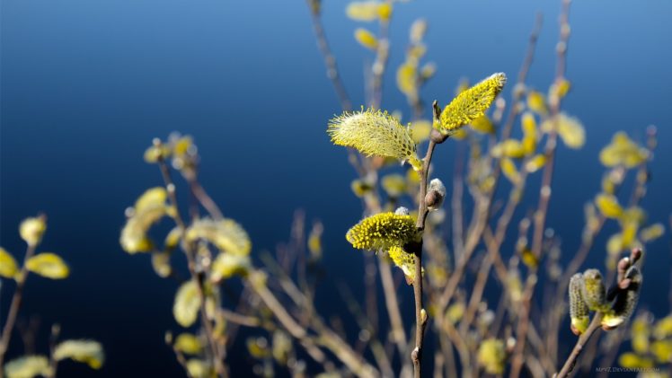 nature, Plants, Macro, Close, Up, Leaves, Spring HD Wallpaper Desktop Background