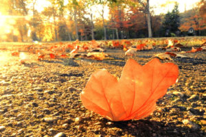 nature, Leaves, Sidewalk, Trail, Roads, Autumn, Fall, Seasons, Trees, Sunlight, Light