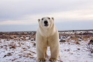 polar, Bear, Animals, Bears, Face, Eyes, Pov, Nature, Wildlife, Predator, Winter, Snow, Seasons