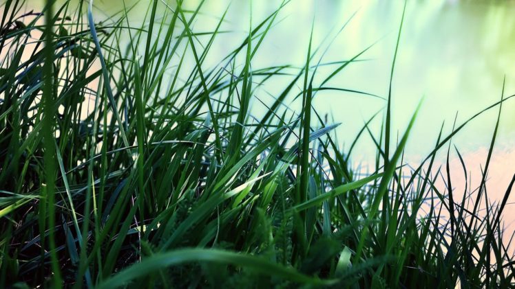 green, Nature, Grass, Pasture HD Wallpaper Desktop Background