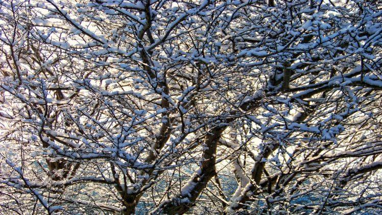 winter, Snow, Trees, Seasons, Branches HD Wallpaper Desktop Background