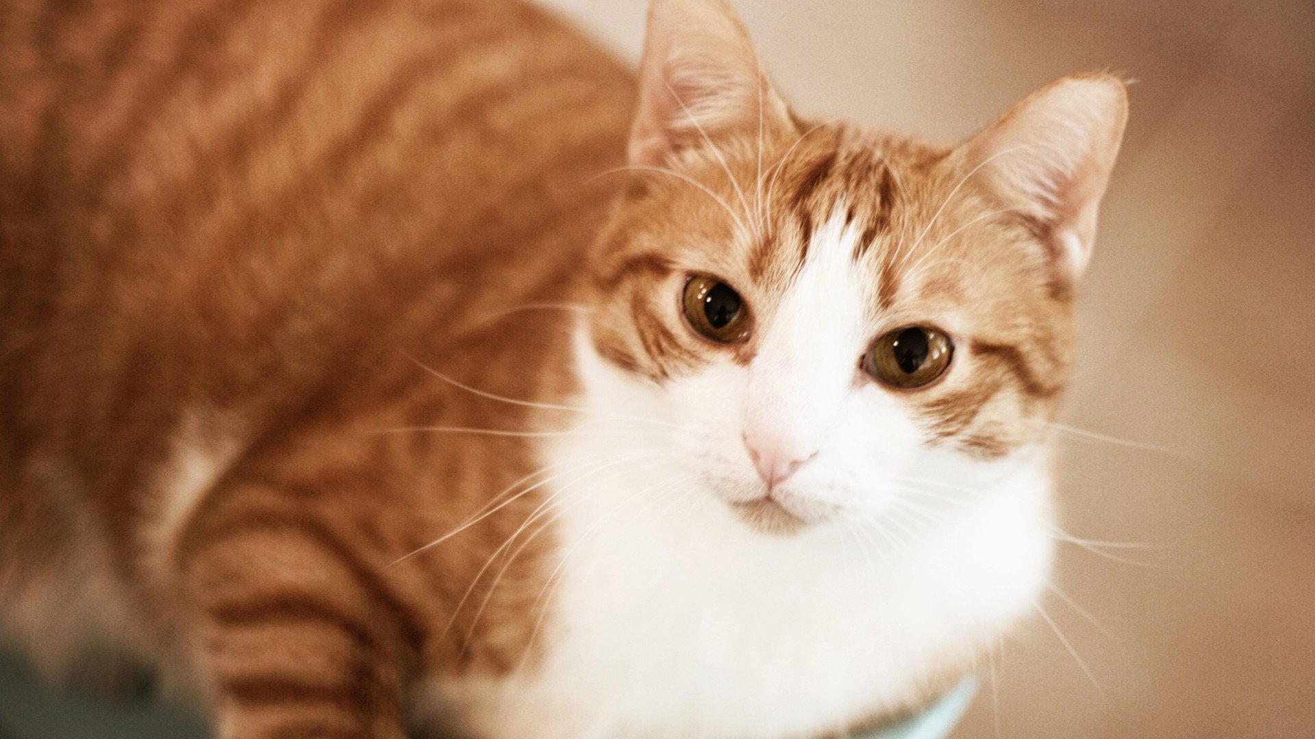 cats, Animals Wallpaper
