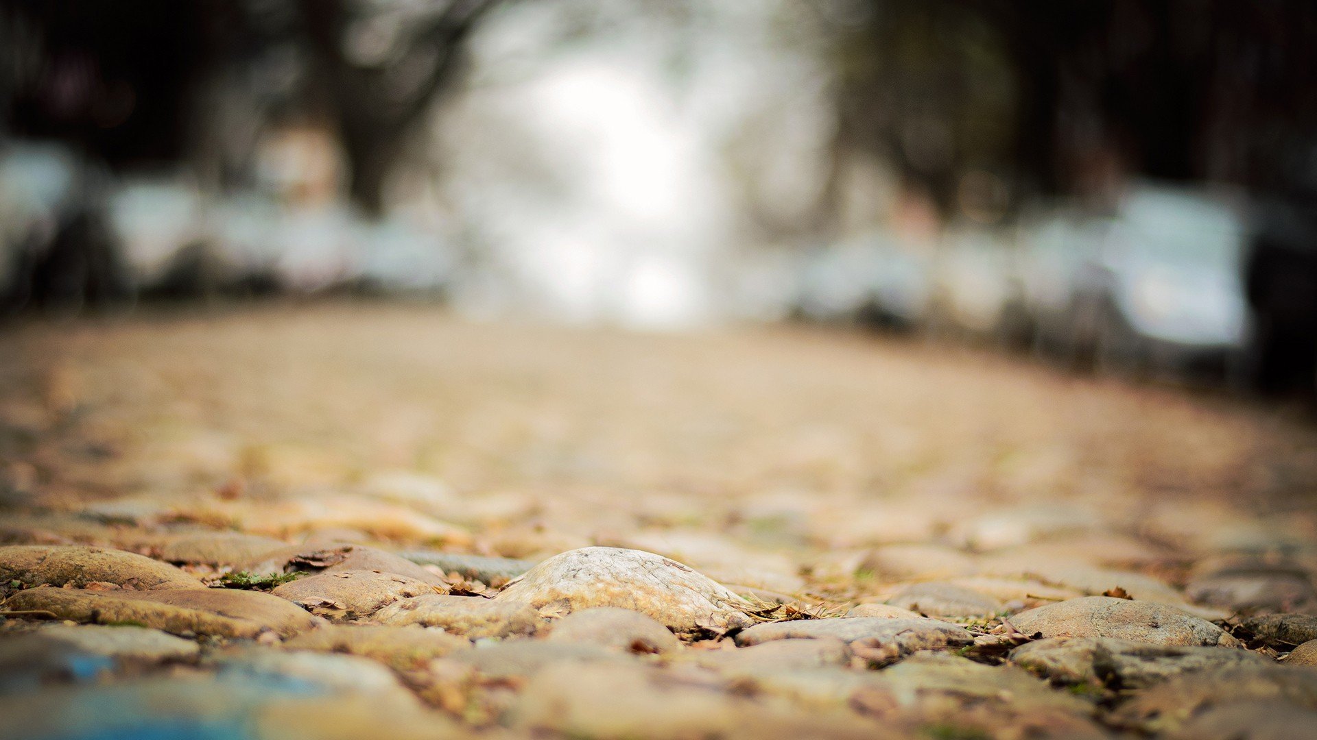 leaves, Paths, Hardscapes, Ground Wallpaper