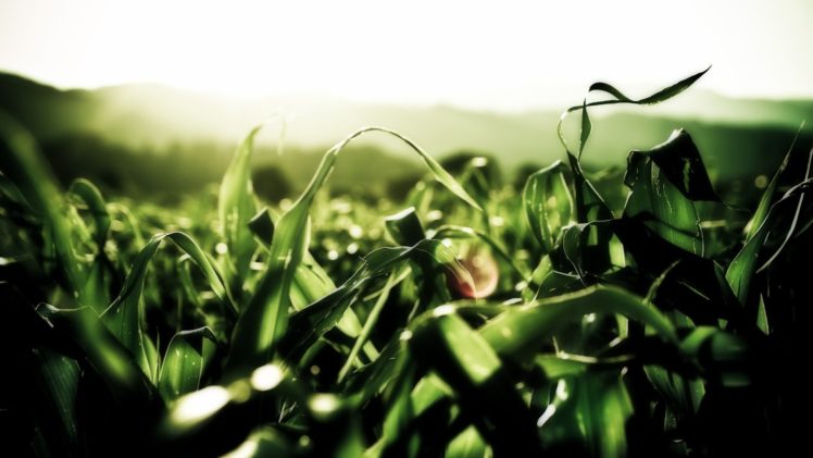 grass, Lens, Flare HD Wallpaper Desktop Background