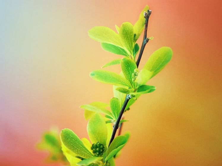 leaves, Plants, Branches HD Wallpaper Desktop Background