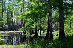 landscapes, Forests, Swamps