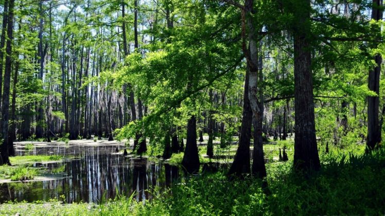 landscapes, Forests, Swamps HD Wallpaper Desktop Background