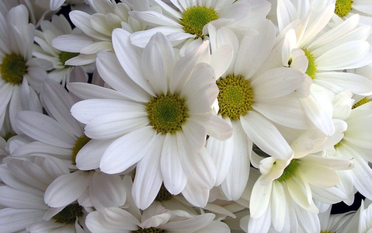 nature, Flowers, Petals, White HD Wallpaper Desktop Background