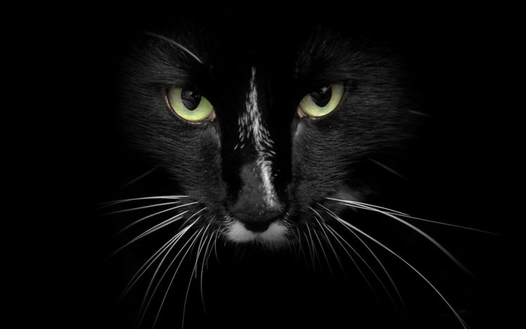 eyes, Cats, Animals, Feline HD Wallpaper Desktop Background