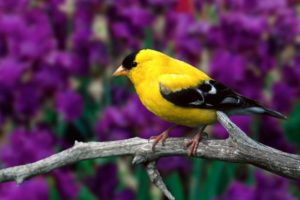 nature, Yellow, Birds, Depth, Of, Field, Branches, Goldfinch