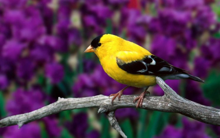 nature, Yellow, Birds, Depth, Of, Field, Branches, Goldfinch HD Wallpaper Desktop Background
