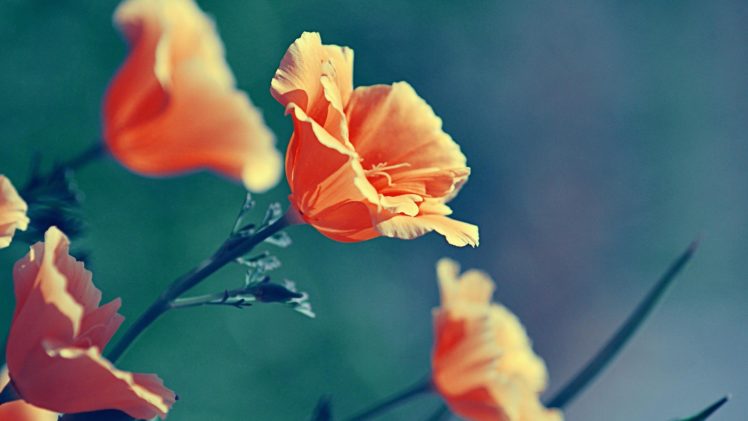 close up, Multicolor, Flowers, Poppies HD Wallpaper Desktop Background