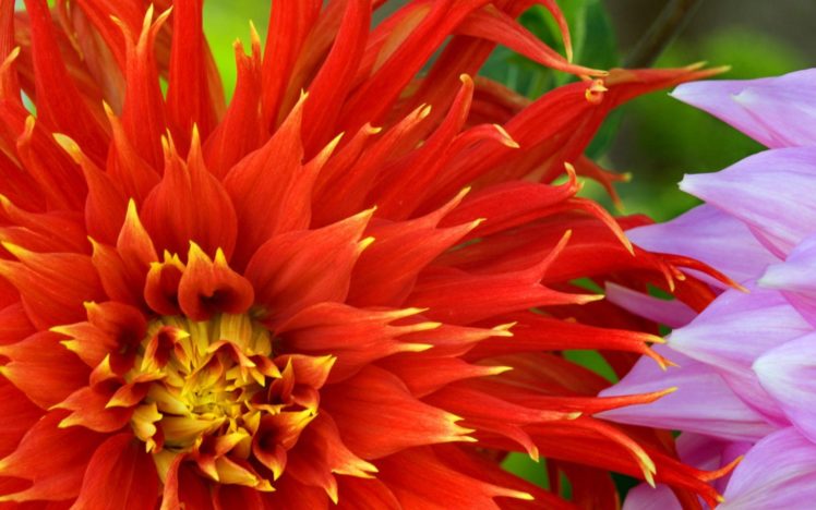 nature, Flowers, Dahlias, Red, Flowers HD Wallpaper Desktop Background
