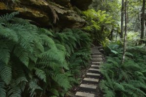 blue, Mountains, Australia, Ferns, National, Park, New, South, Wales