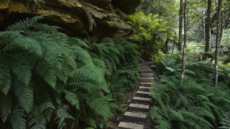 blue, Mountains, Australia, Ferns, National, Park, New, South, Wales HD Wallpaper Desktop Background