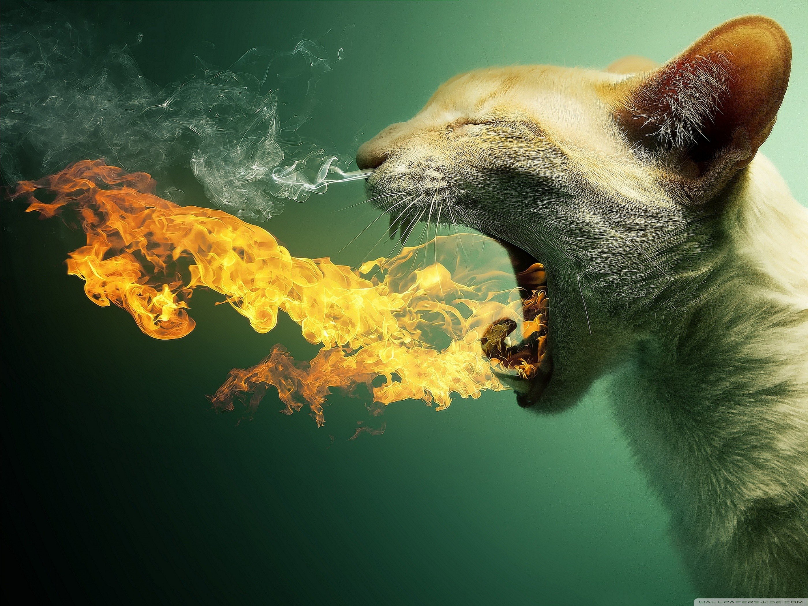 cats, Animals, Fire, Flaming Wallpaper