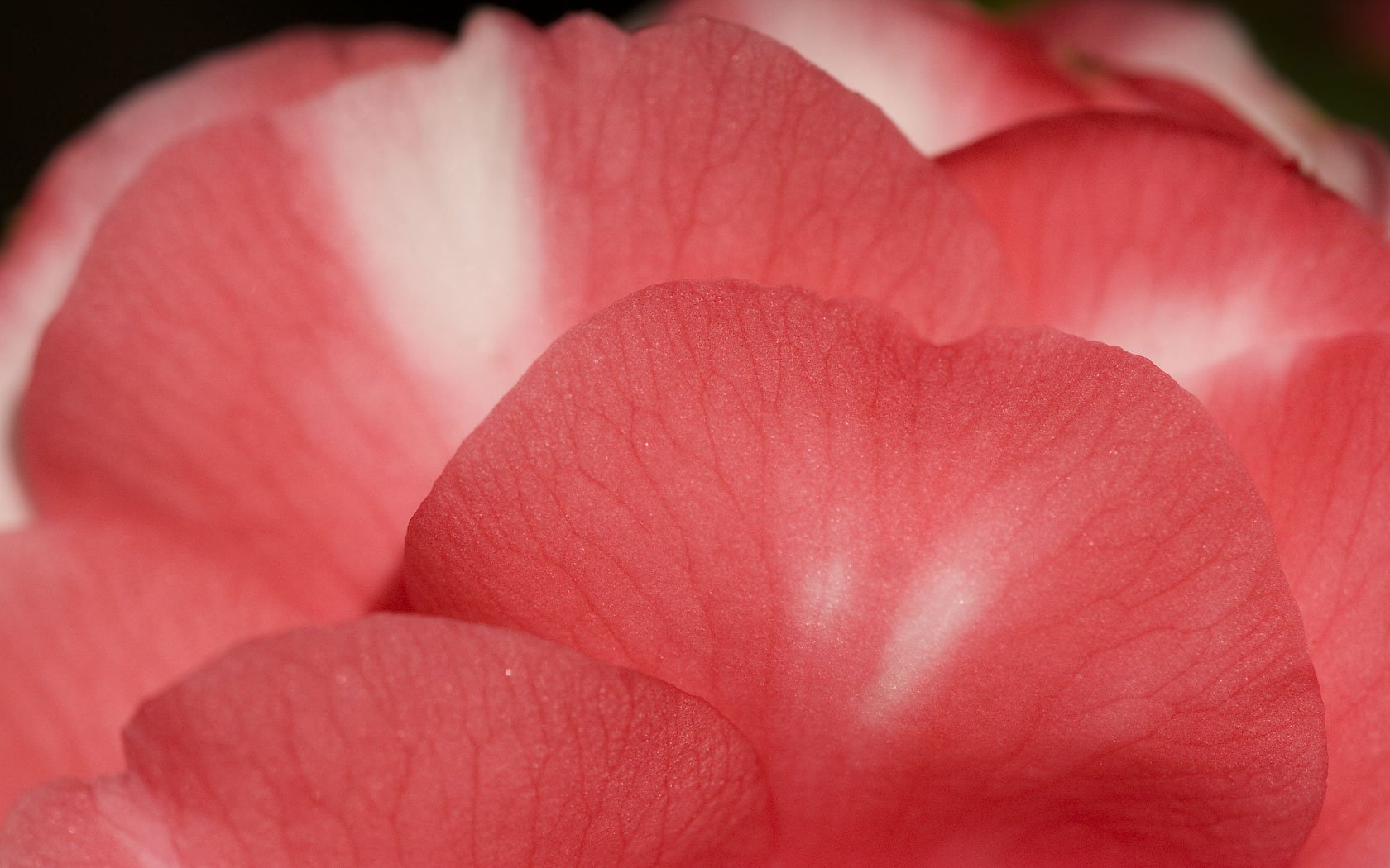 nature, Flowers, Plants, Macro, Flower, Petals Wallpaper