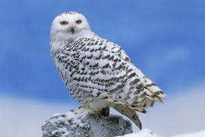 snow, Birds, Owls