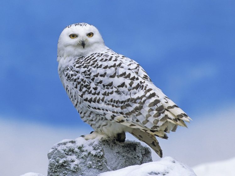 snow, Birds, Owls HD Wallpaper Desktop Background