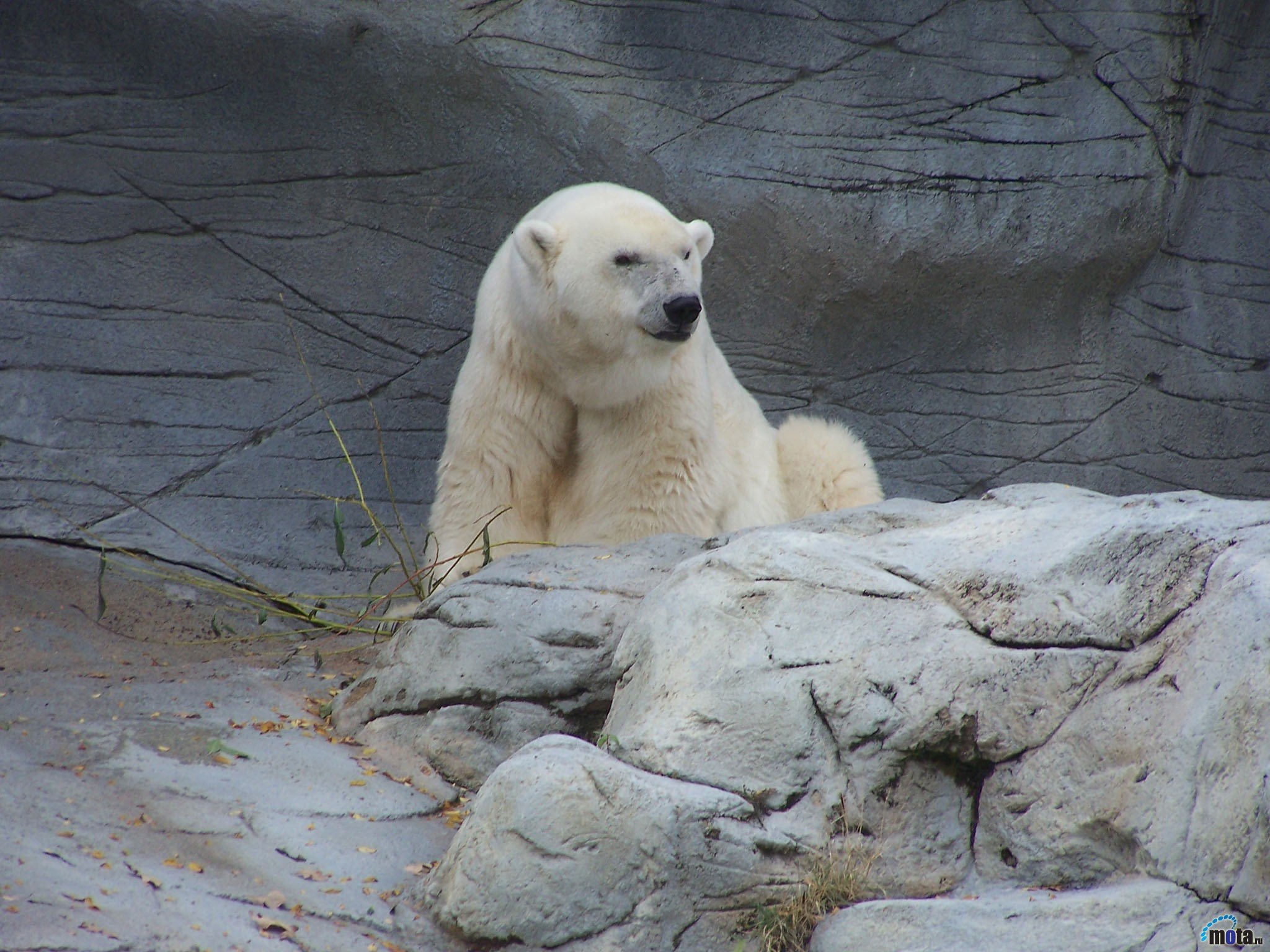 polar, Bears Wallpaper