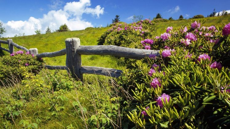landscapes, Nature, Flowers, Fences, Grass, Plants, Land, Pink, Flowers HD Wallpaper Desktop Background