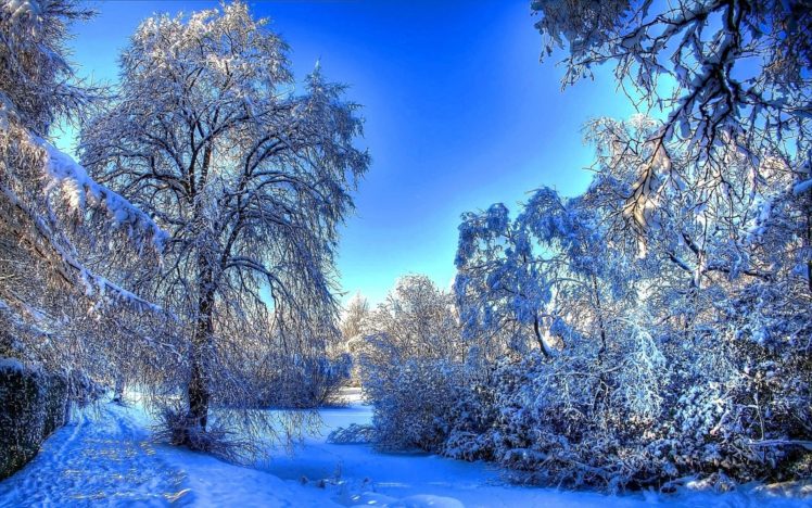 nature, Landscapes, Trees, Forest, Path, Trail, Tracks, Footprints, Prints, Winter, Snow, Seasons, Hdr HD Wallpaper Desktop Background