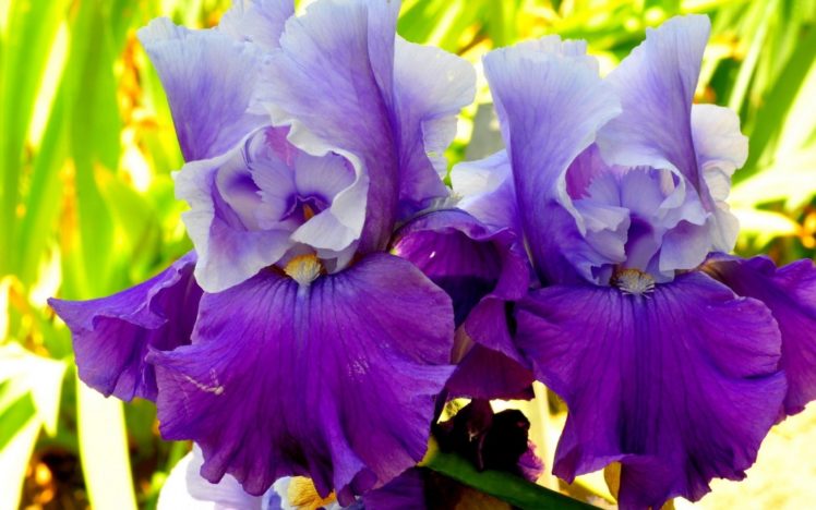 flowers, Plants, Purple, Flowers, Irises HD Wallpaper Desktop Background