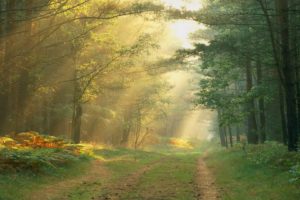 roads, Path, Trail, Tracks, Nature, Landscapes, Trees, Forest, Plants, Leaves, Sunlight, Sunbeam, Light, Rays