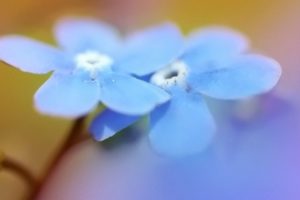 nature, Flowers, Forget me nots, Blue, Flowers