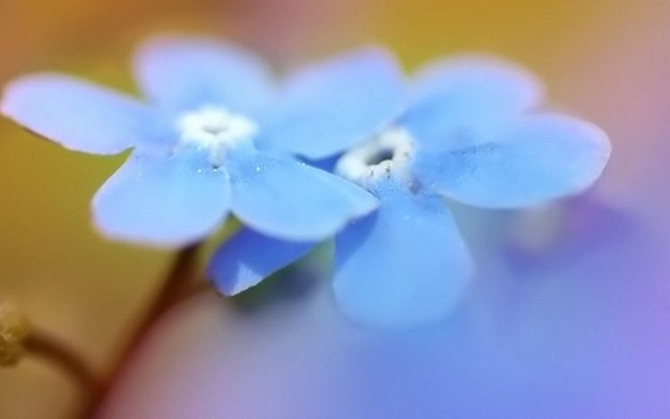 nature, Flowers, Forget me nots, Blue, Flowers HD Wallpaper Desktop Background