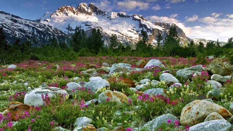 canada, British, Columbia, Nature, Landscapes, Meadow, Mountains, Snow, Peacks, Ridge, Plants, Flowers, Stone, Rock HD Wallpaper Desktop Background