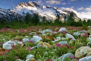 canada, British, Columbia, Nature, Landscapes, Meadow, Mountains, Snow, Peacks, Ridge, Plants, Flowers, Stone, Rock