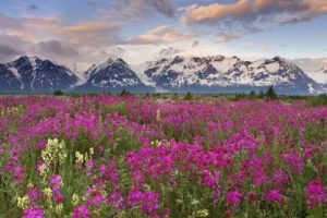 nature, Landscapes, Meadow, Valley, Plants, Flowers, Mountains, Peaks, Sky, Clouds