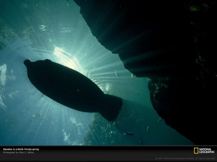 nature, National, Geographic, Underwater, Sea HD Wallpaper Desktop Background