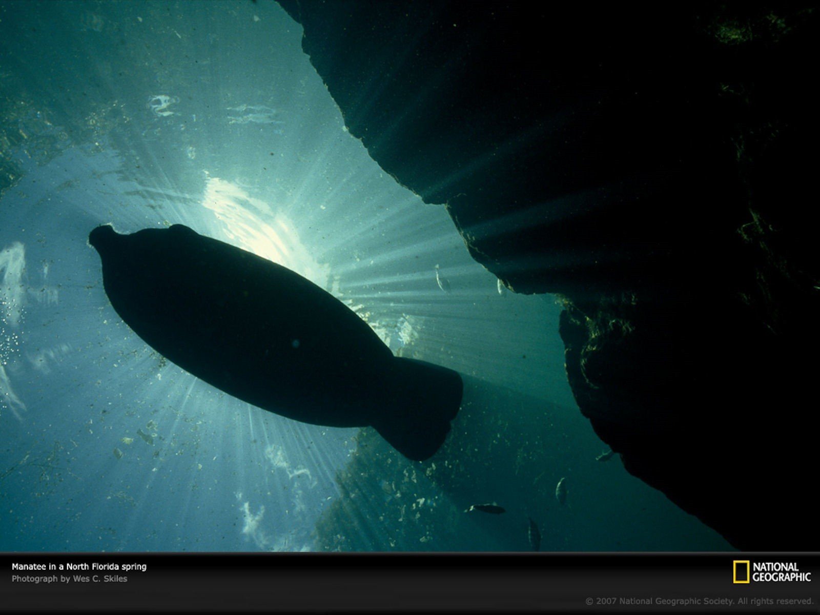 nature, National, Geographic, Underwater, Sea Wallpaper