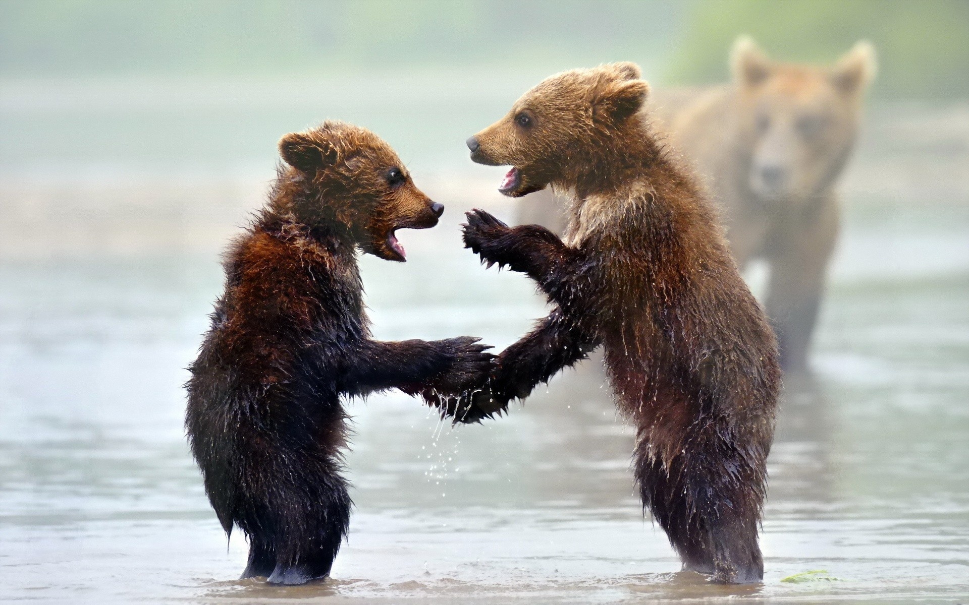 animals, Bears, Play, Mood, Rivers, Nature, Predator, Wildlife Wallpaper