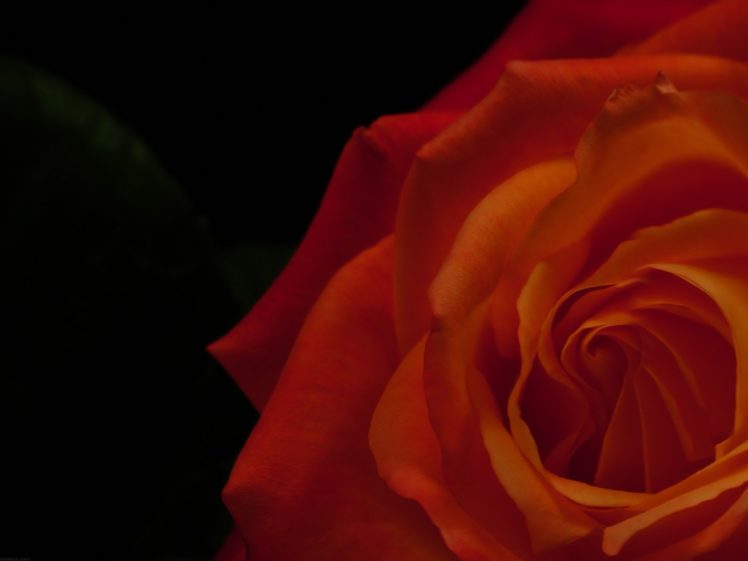 red, Flowers, Roses HD Wallpaper Desktop Background