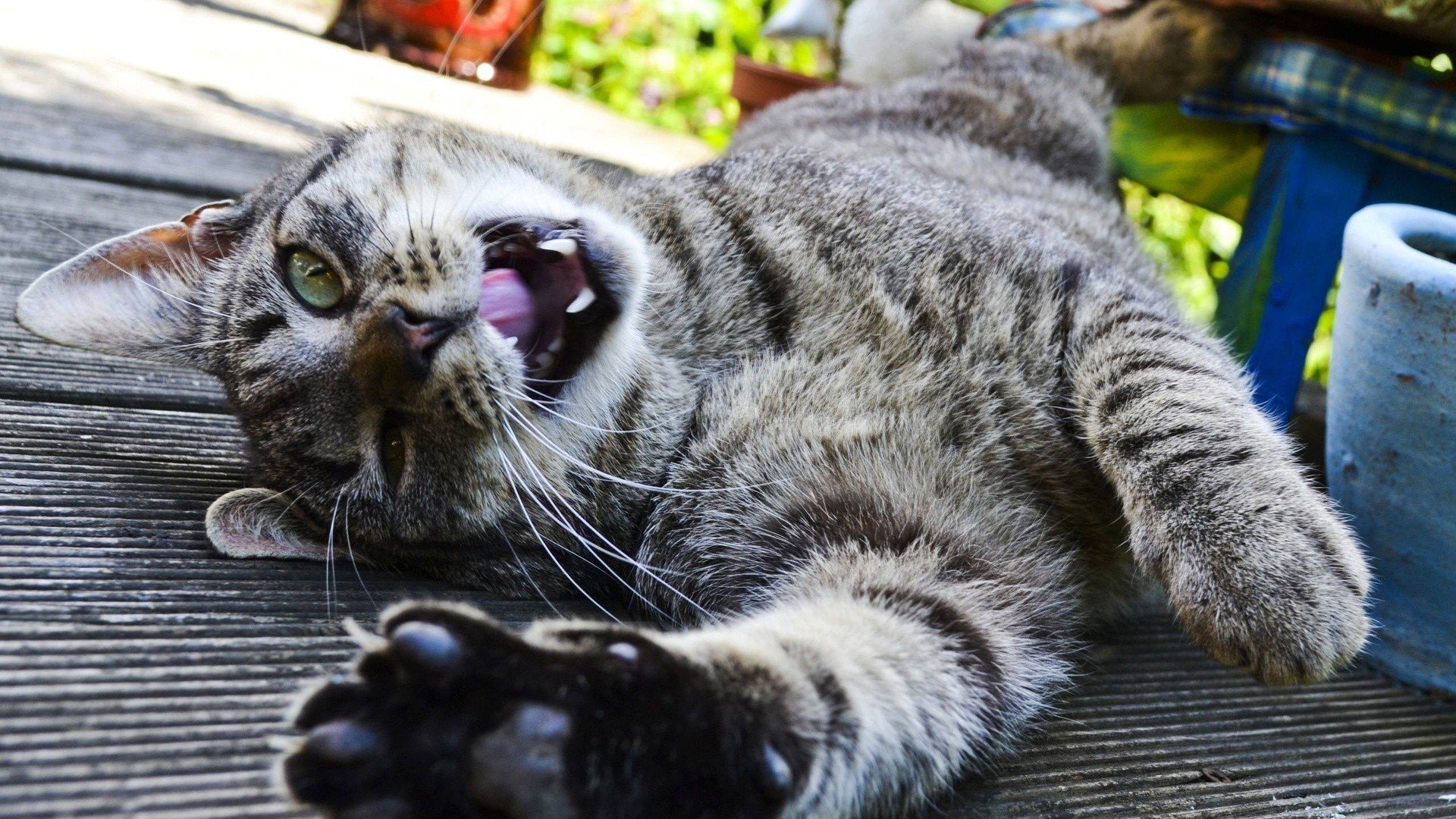 cats Wallpaper