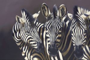 animals, Zebra, Stripes, Wildlife, Pattern, Contrast, Face, Eyes, Pov