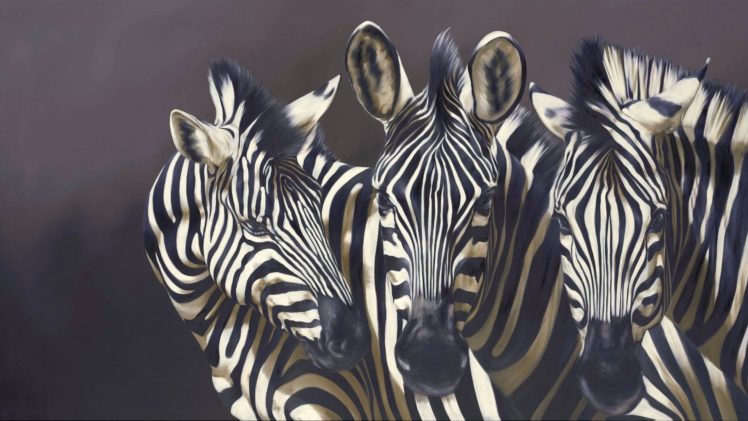 animals, Zebra, Stripes, Wildlife, Pattern, Contrast, Face, Eyes, Pov HD Wallpaper Desktop Background