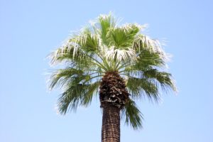 palm, Trees