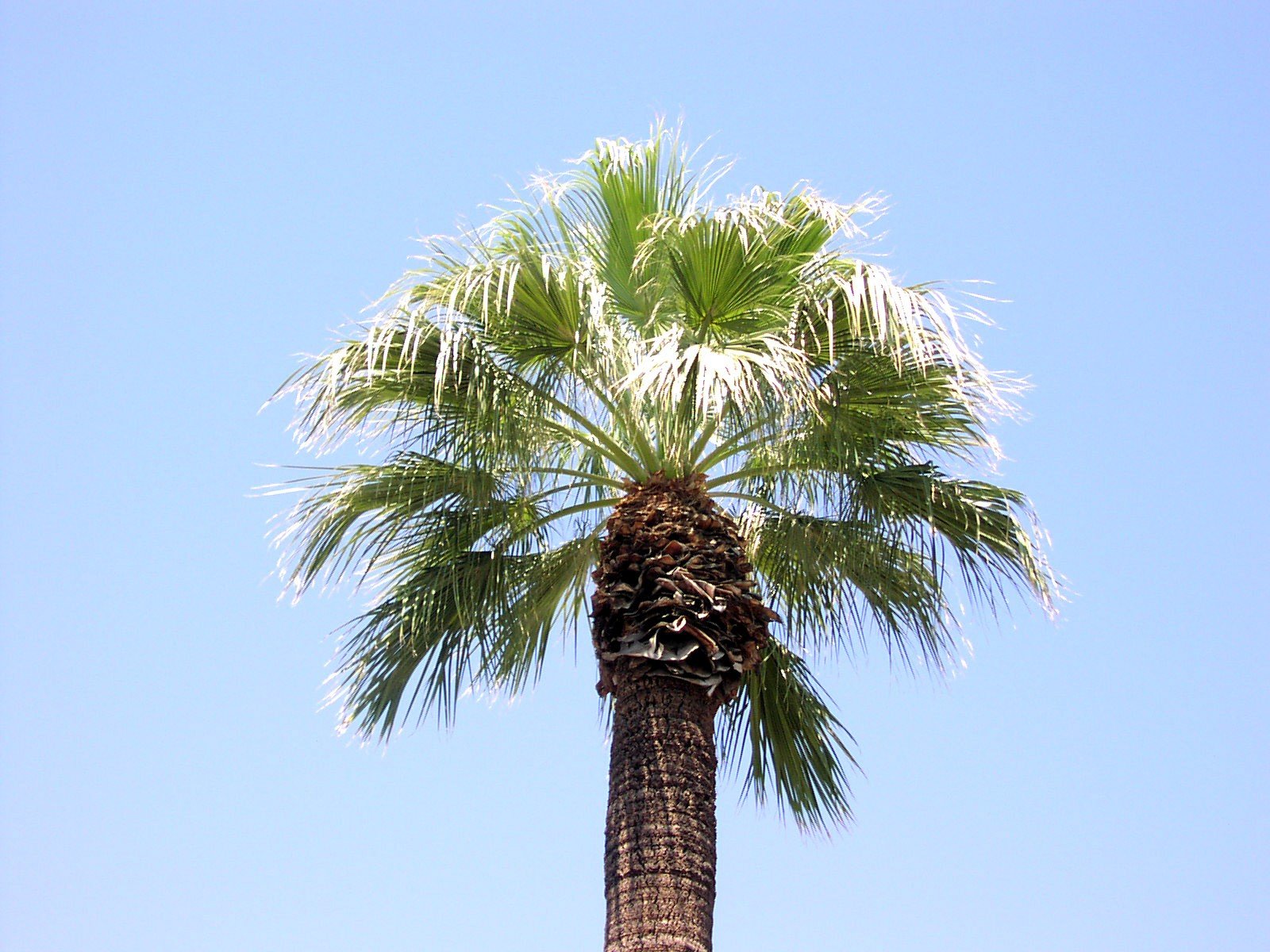 palm, Trees Wallpaper