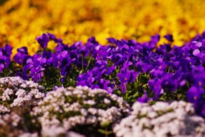 nature, Flowers, Bokeh, Depth, Of, Field, Purple, Flowers