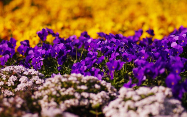 nature, Flowers, Bokeh, Depth, Of, Field, Purple, Flowers HD Wallpaper Desktop Background