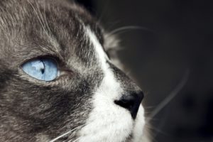 catand039s, Blue, Eyes