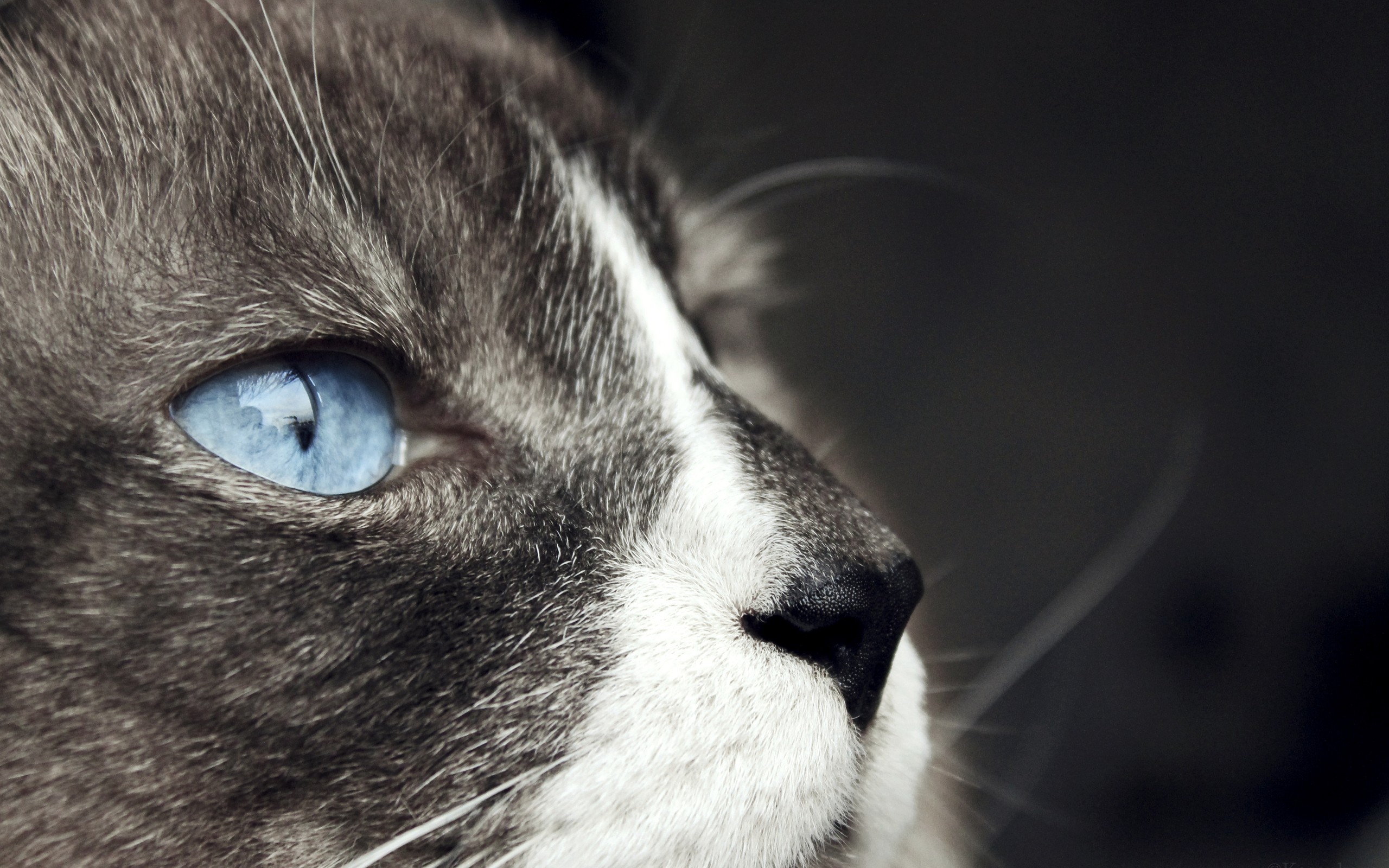 catand039s, Blue, Eyes Wallpaper