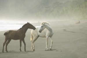 animals, Horses, Nature, Beaches, Ocean, Sea, Shoretrees, Fog