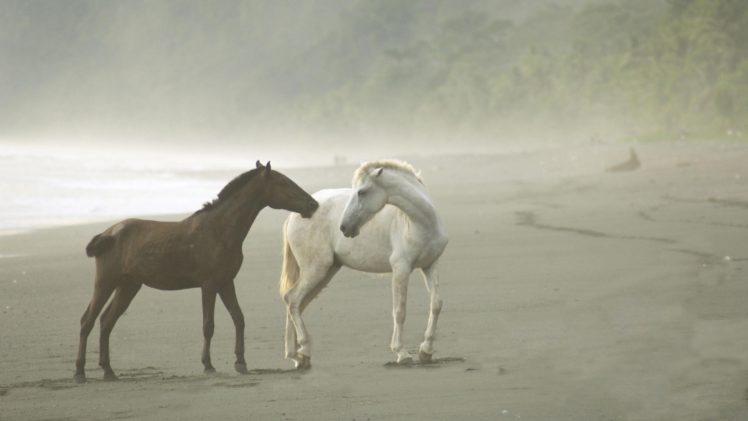 animals, Horses, Nature, Beaches, Ocean, Sea, Shoretrees, Fog HD Wallpaper Desktop Background