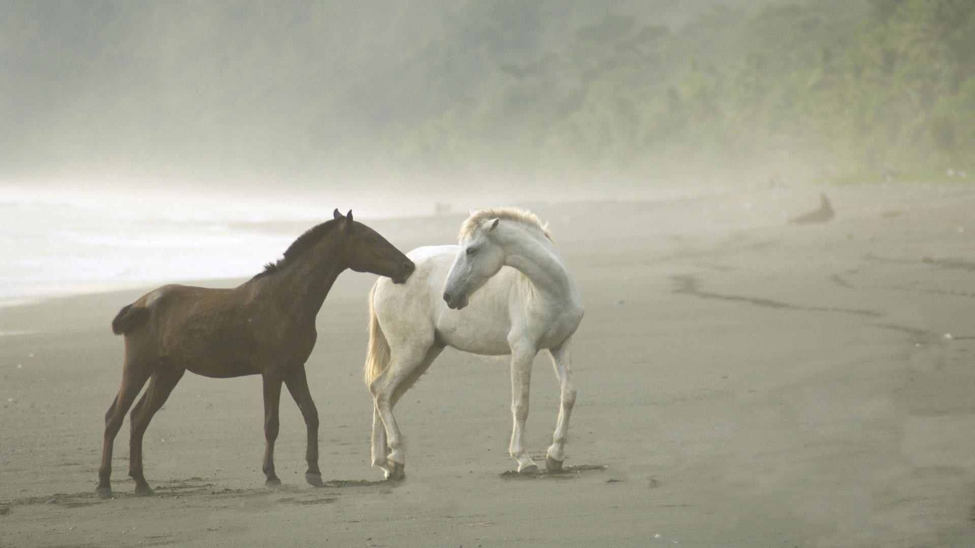 animals, Horses, Nature, Beaches, Ocean, Sea, Shoretrees, Fog Wallpaper