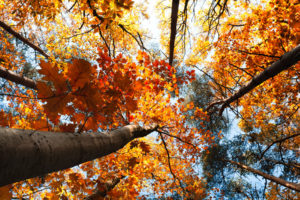 nature, Trees, Treetops, Autumn, Fall, Seasons, Leaves, Sky, Sunlight, Color
